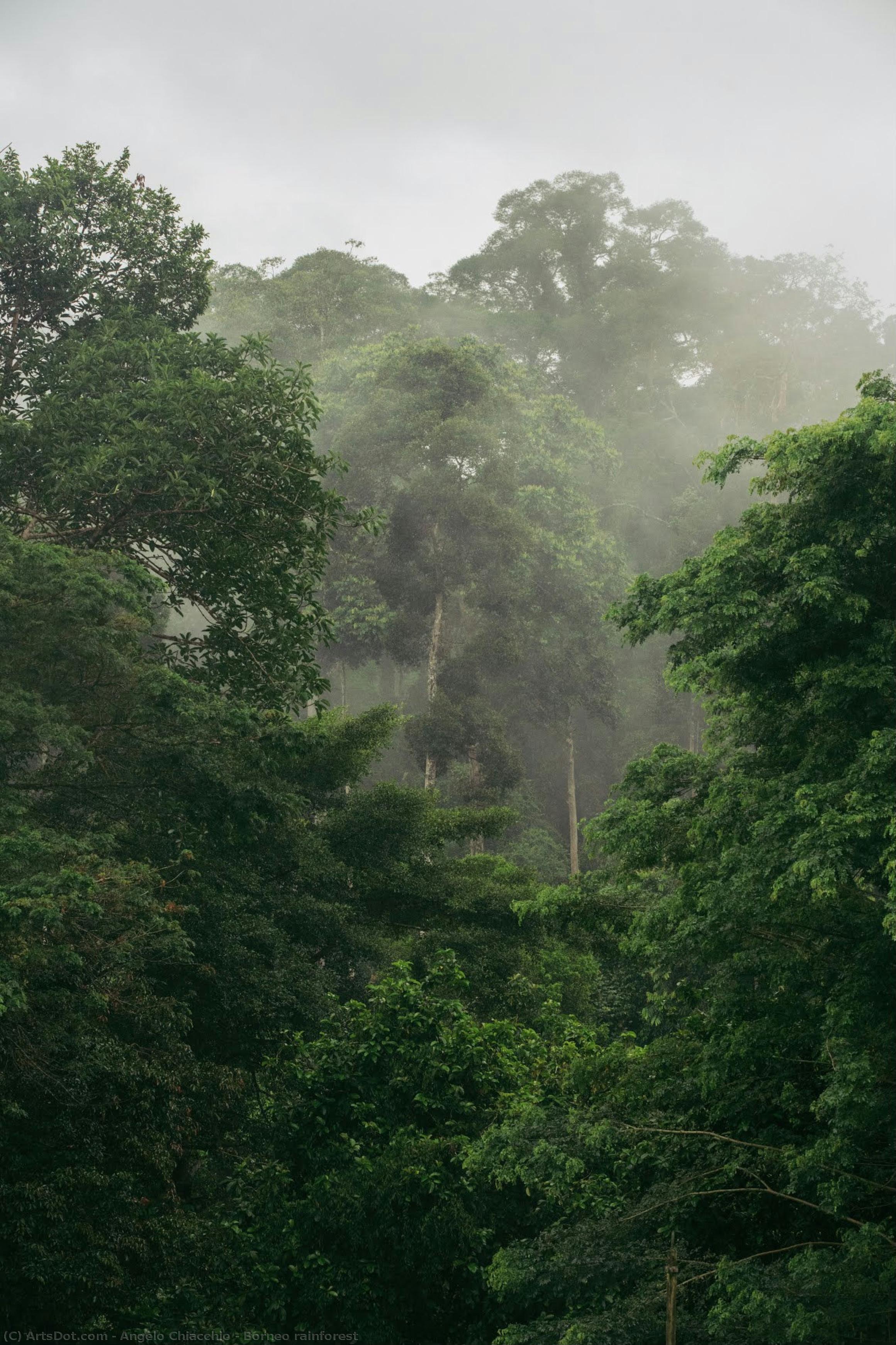 Borneo Rainforest — Анджело К'яккьо