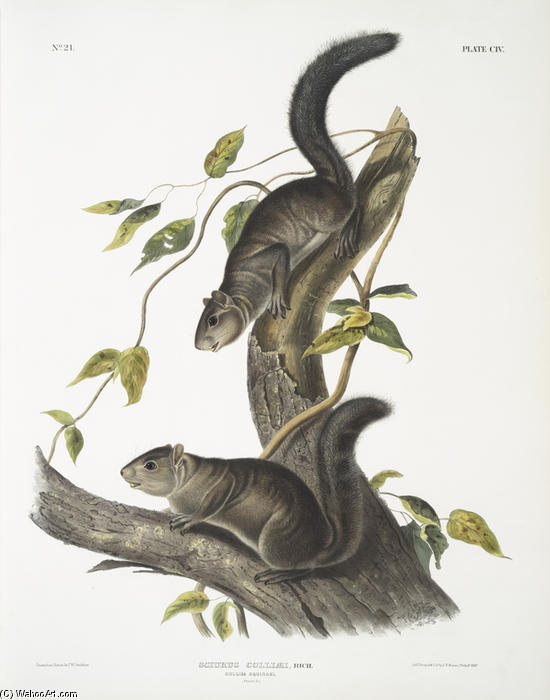 Sciurus Colliaei, Collies Squirrel. Natural Size — Jan James Audubon