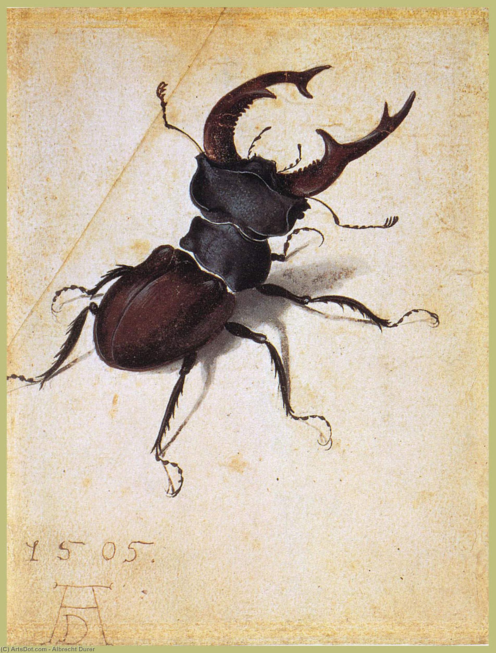 Cervus Lucanus — Albrecht Dürer