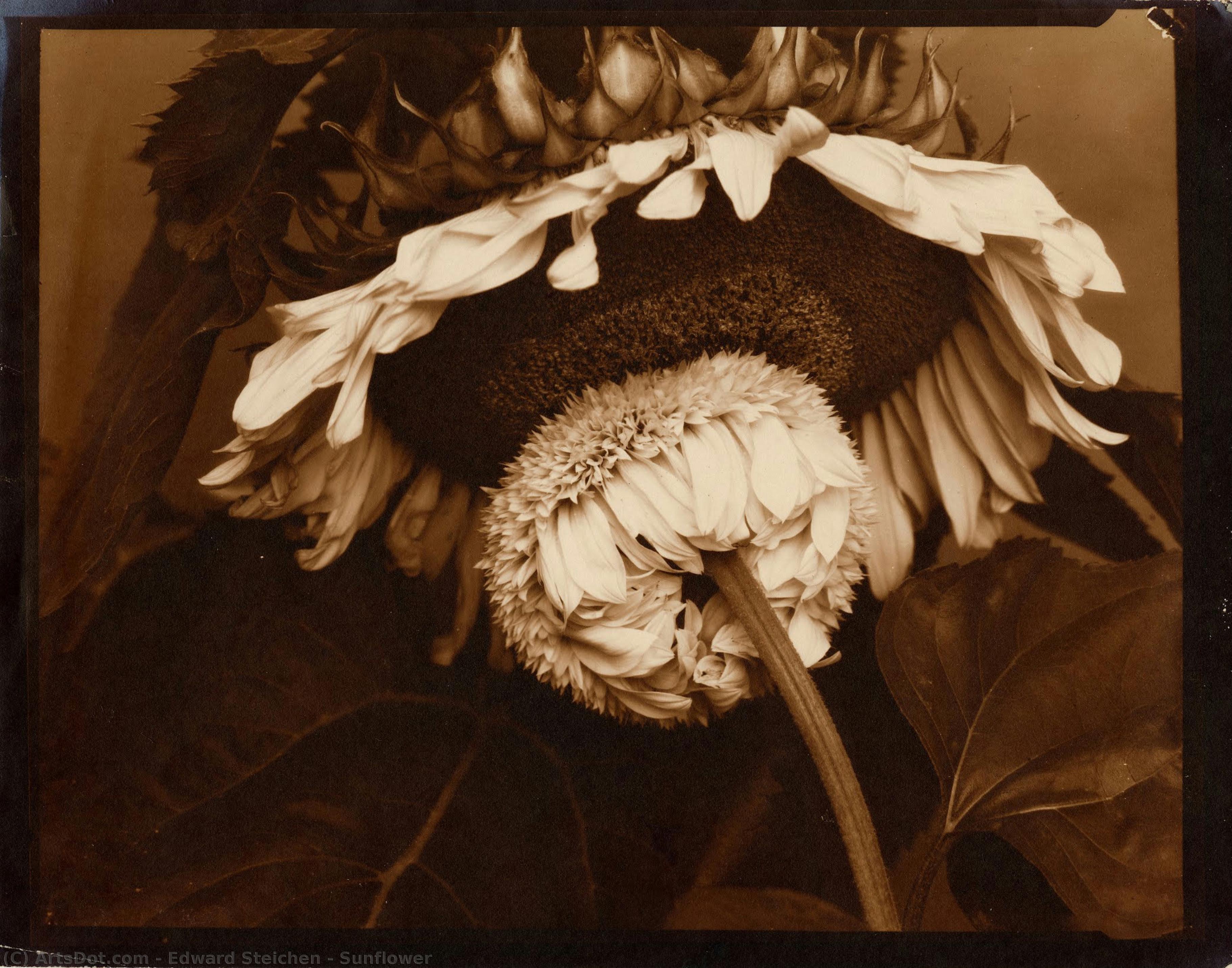 Edward Steichen - Sunflower