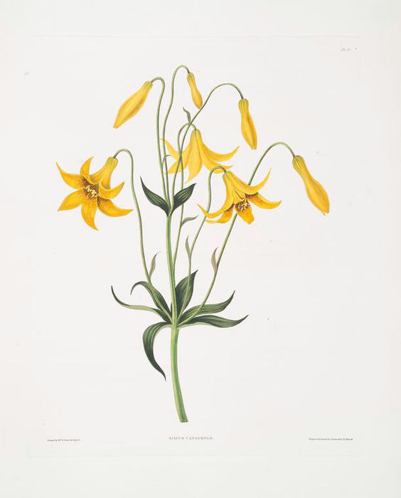 Lilium Canadense — Robert Havell