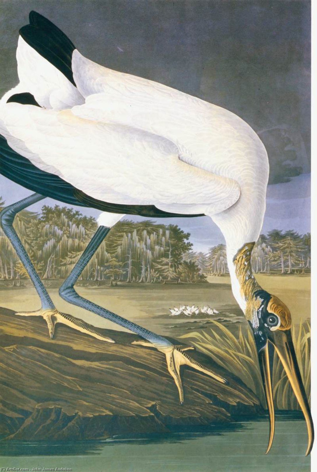 John James Audubon - American Stork
