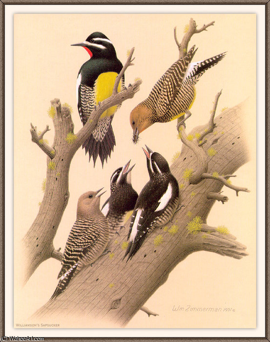 Williamsons Sapsucker — August Albert Zimmermann