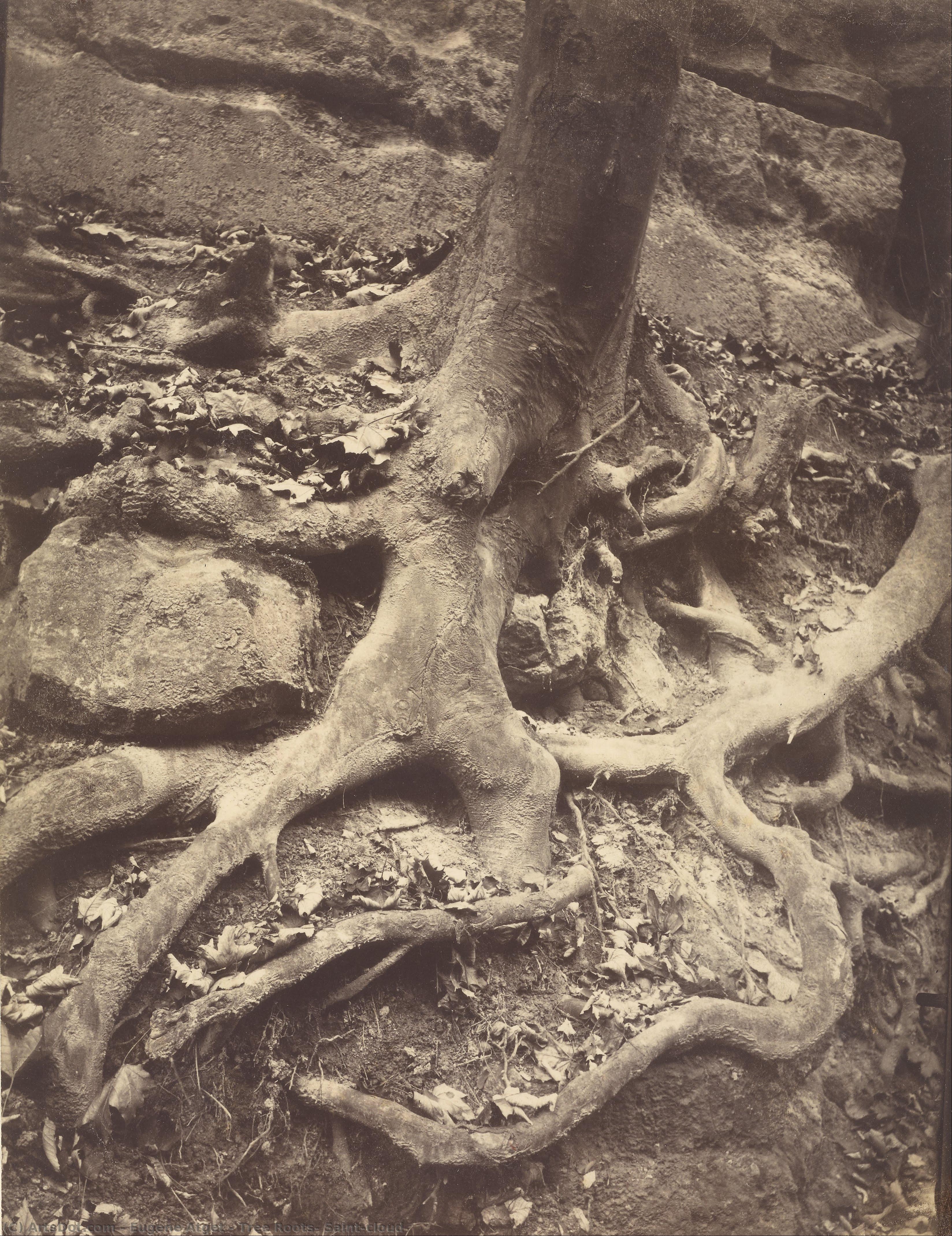 Tree Roots, Saint-cloud — Eugène Atget