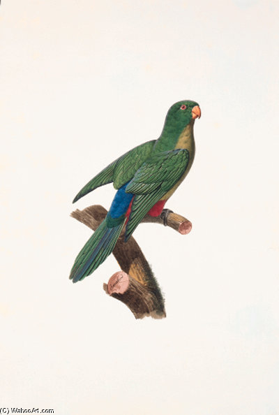 Alisterus Scapularis — جاك بارابان