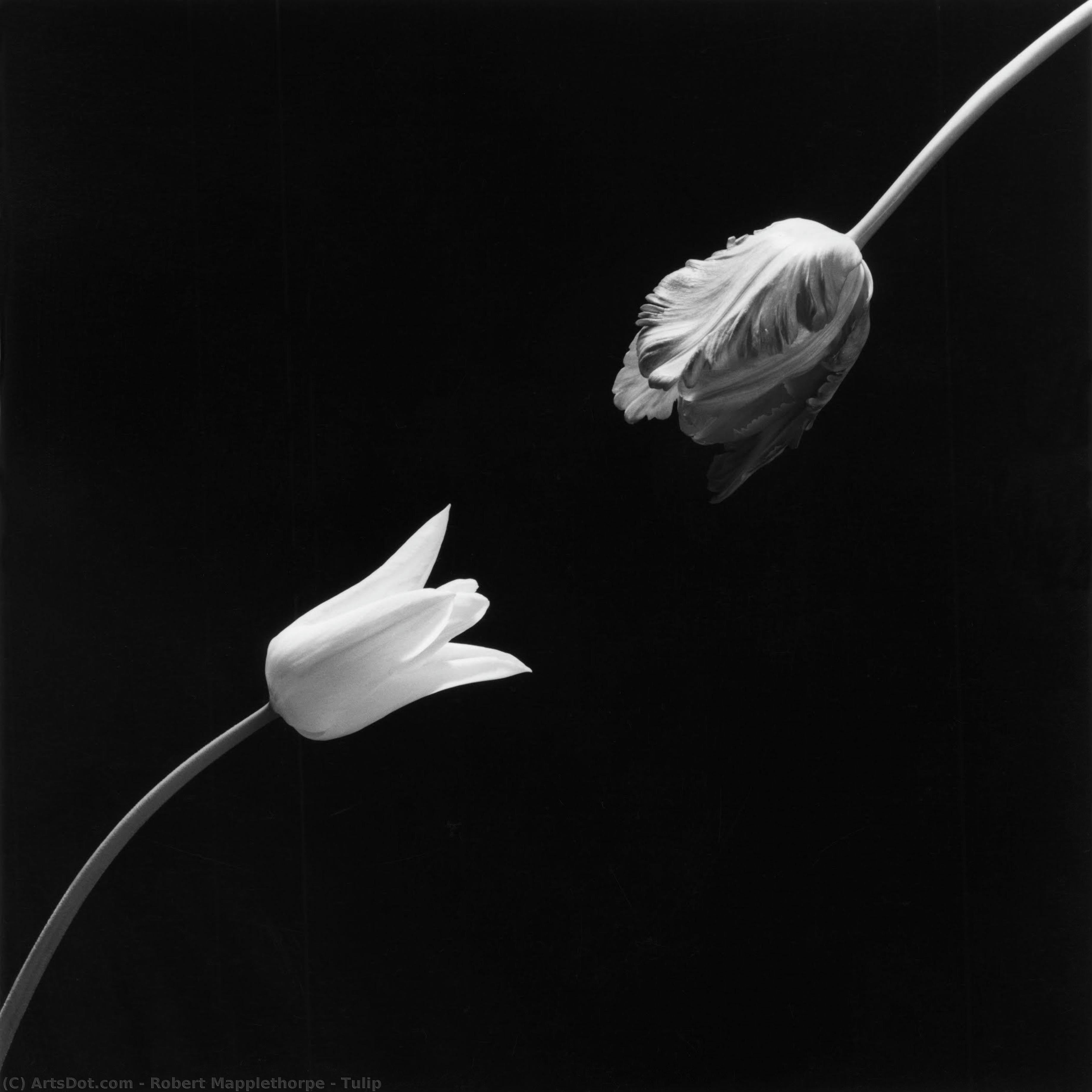 Tulip — Robert Mapplethorpe