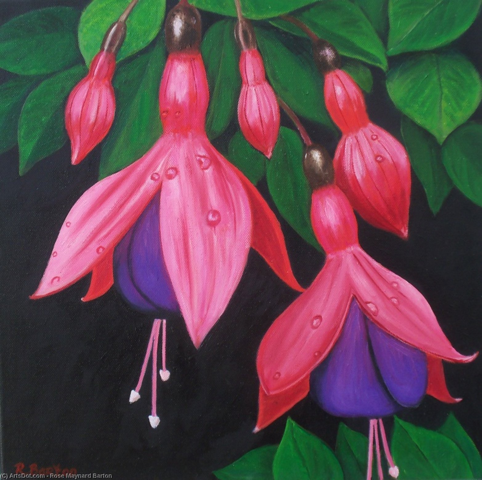 Raindrops On Fuchsia — Rose Maynard Bartonová
