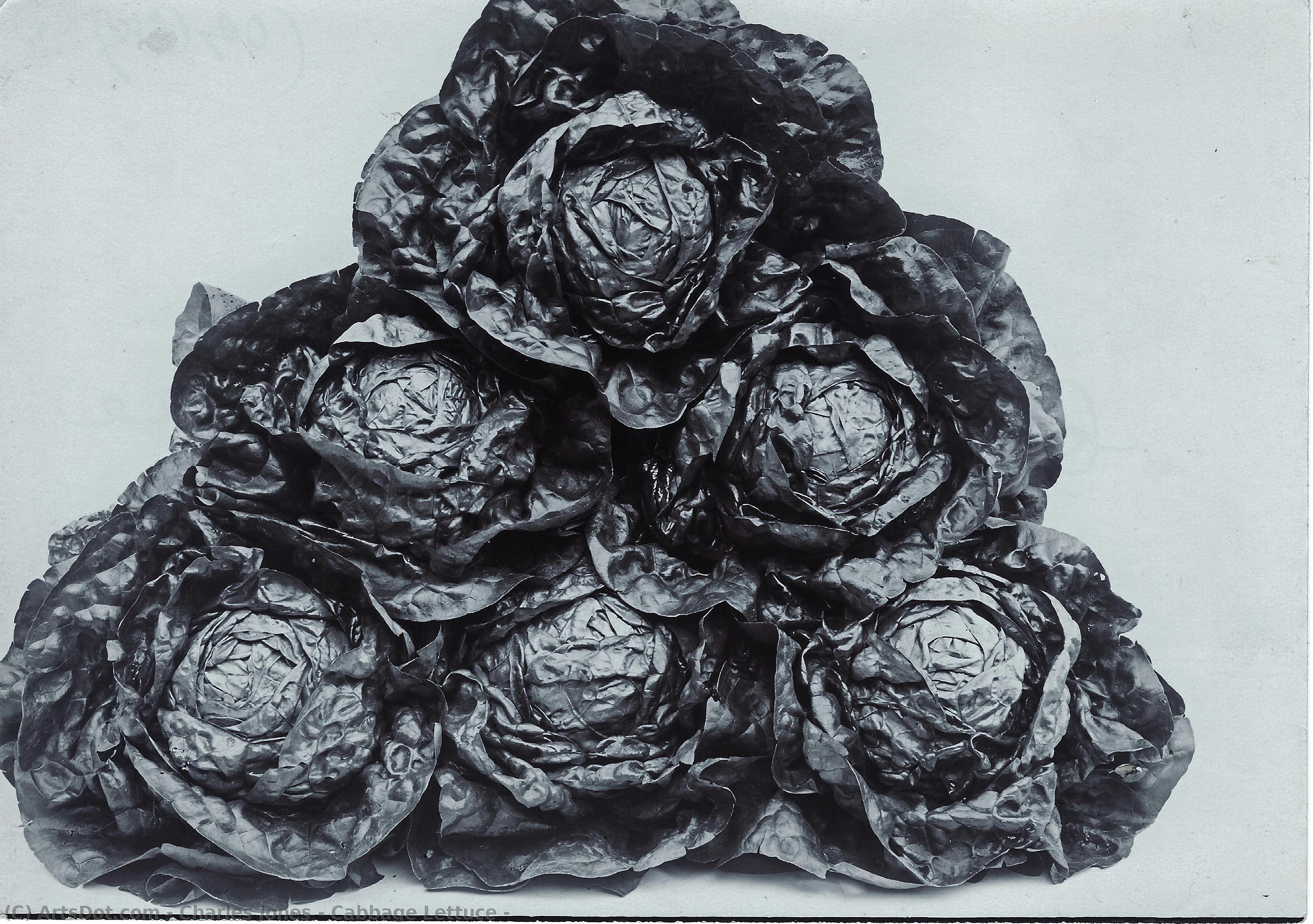 Cabbage Lettuce — Charles Jones