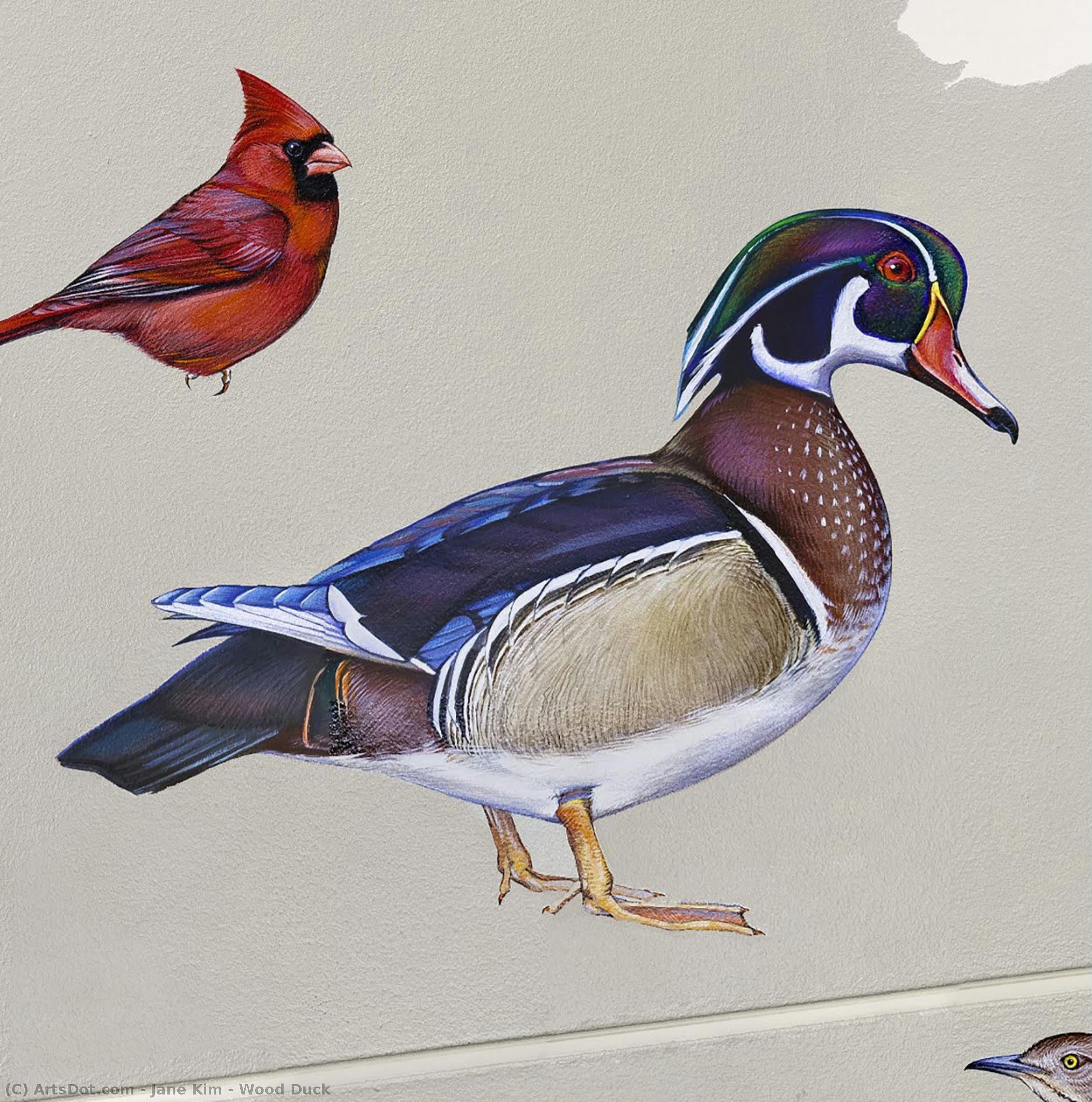 Jane Kim - Wood Duck