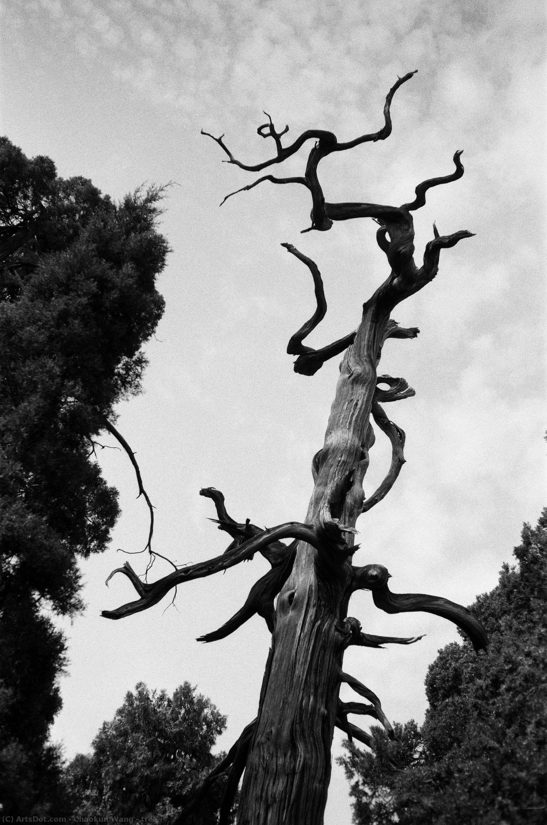 Tree — Chaokun Wang