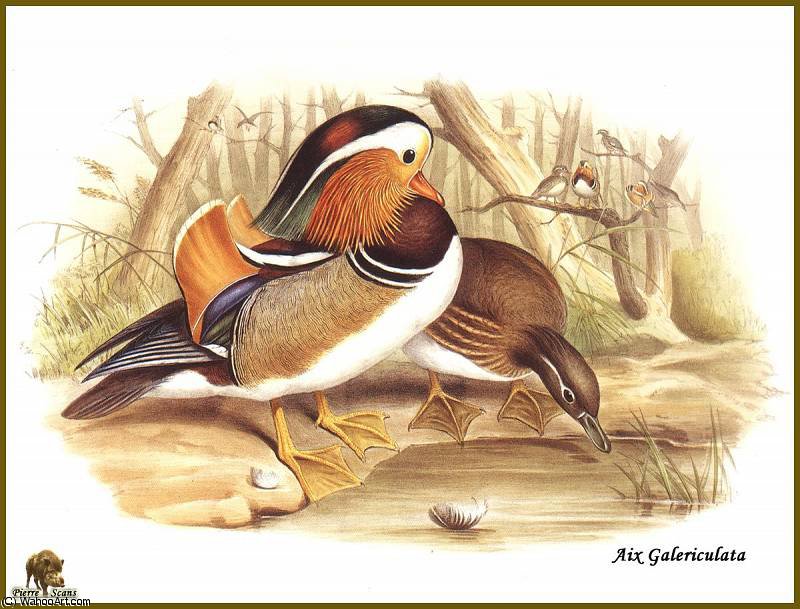 Canard Mandarin — John Gould