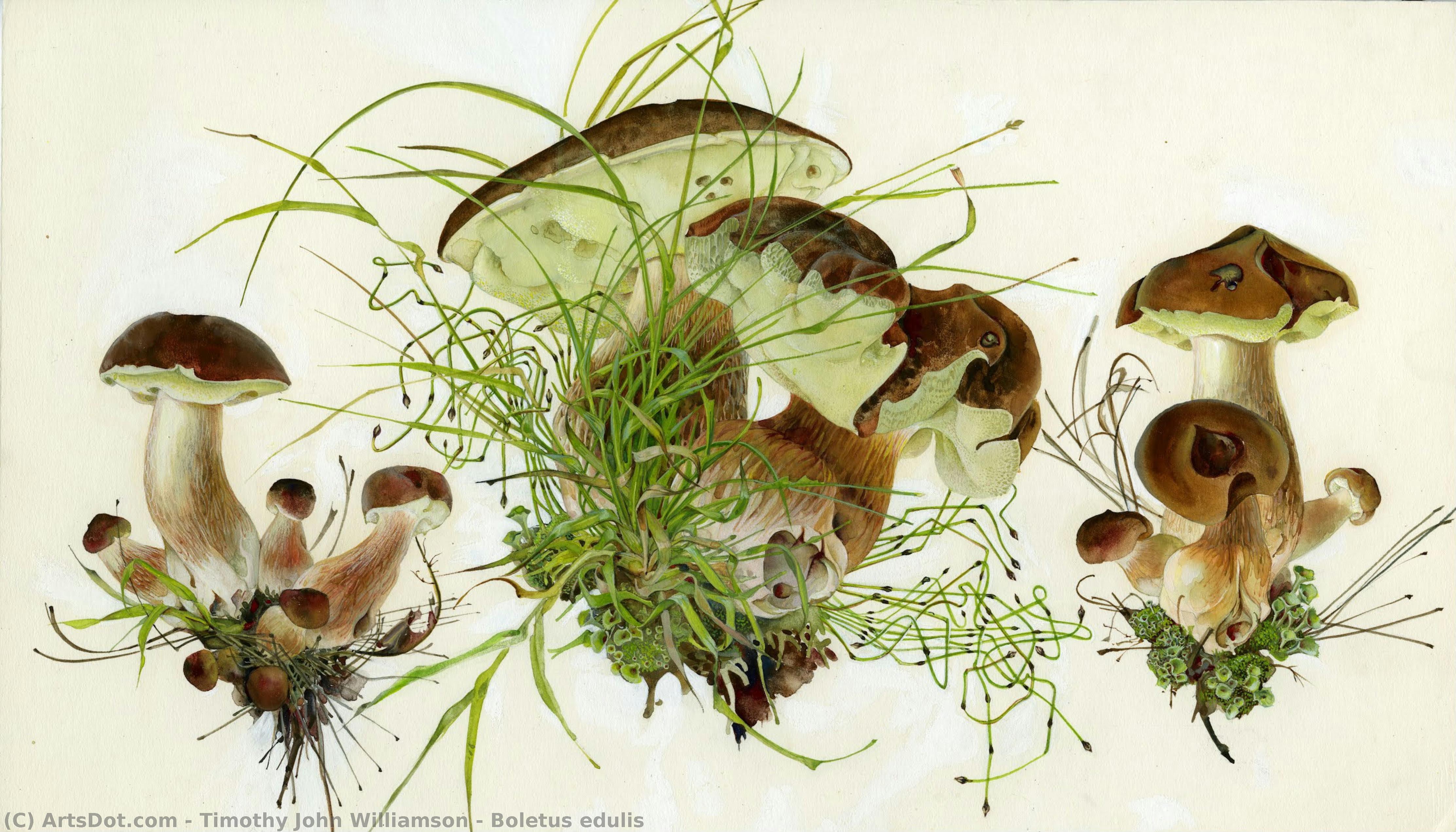 Boletus Edulis — Timothy John Williamson