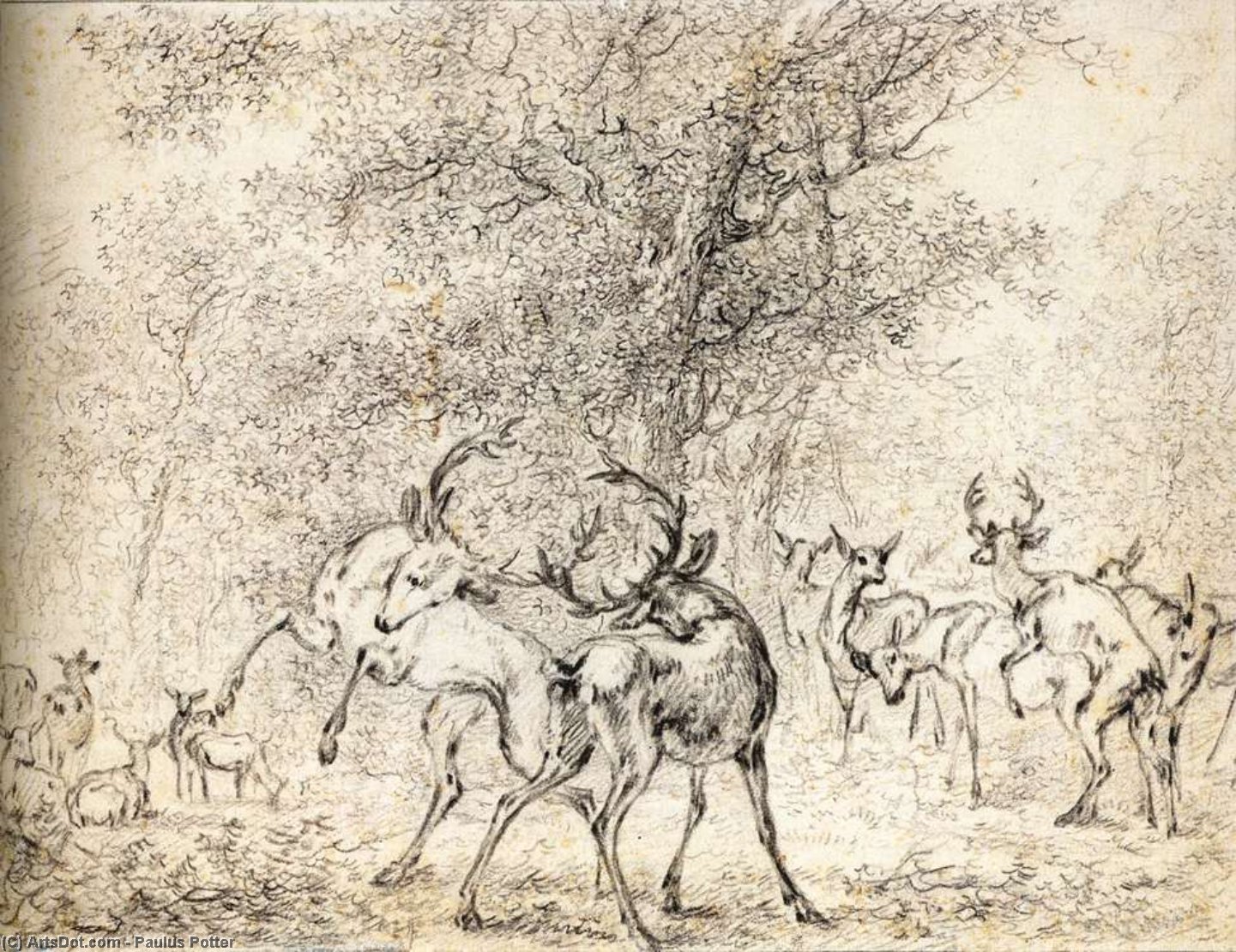 Ciervos En El Bosque — Paulus Potter
