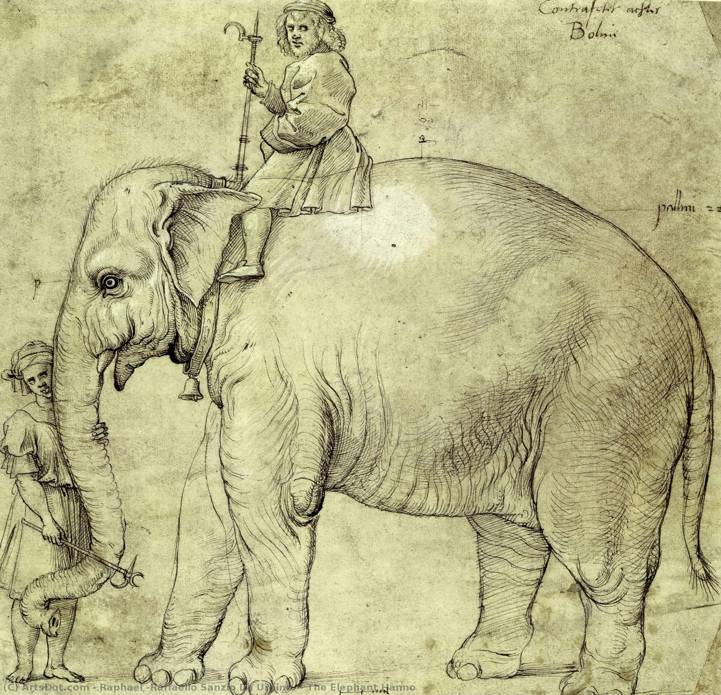რაფაელო - The Elephant Hanno