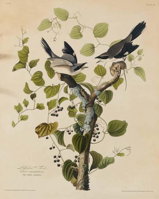 Loggerhead Shrike — Robert Havel