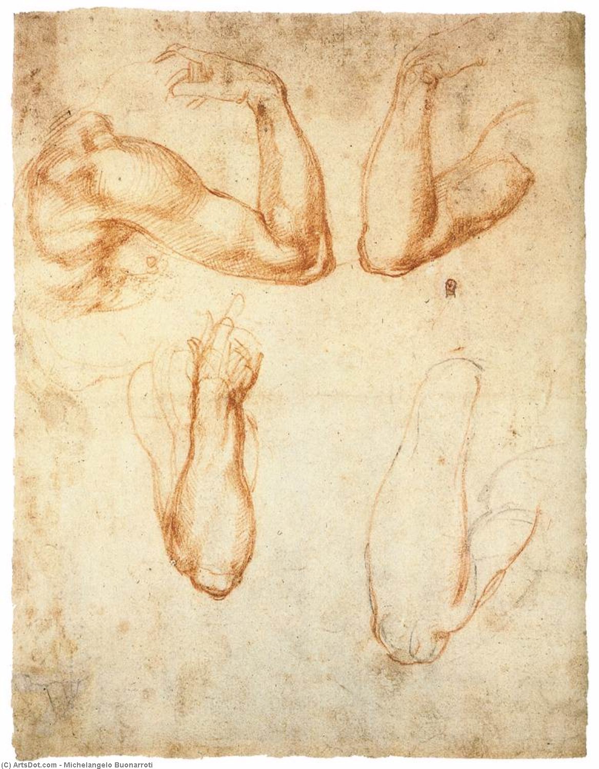 Édesnő Portréta — Michelangelo Buonarroti