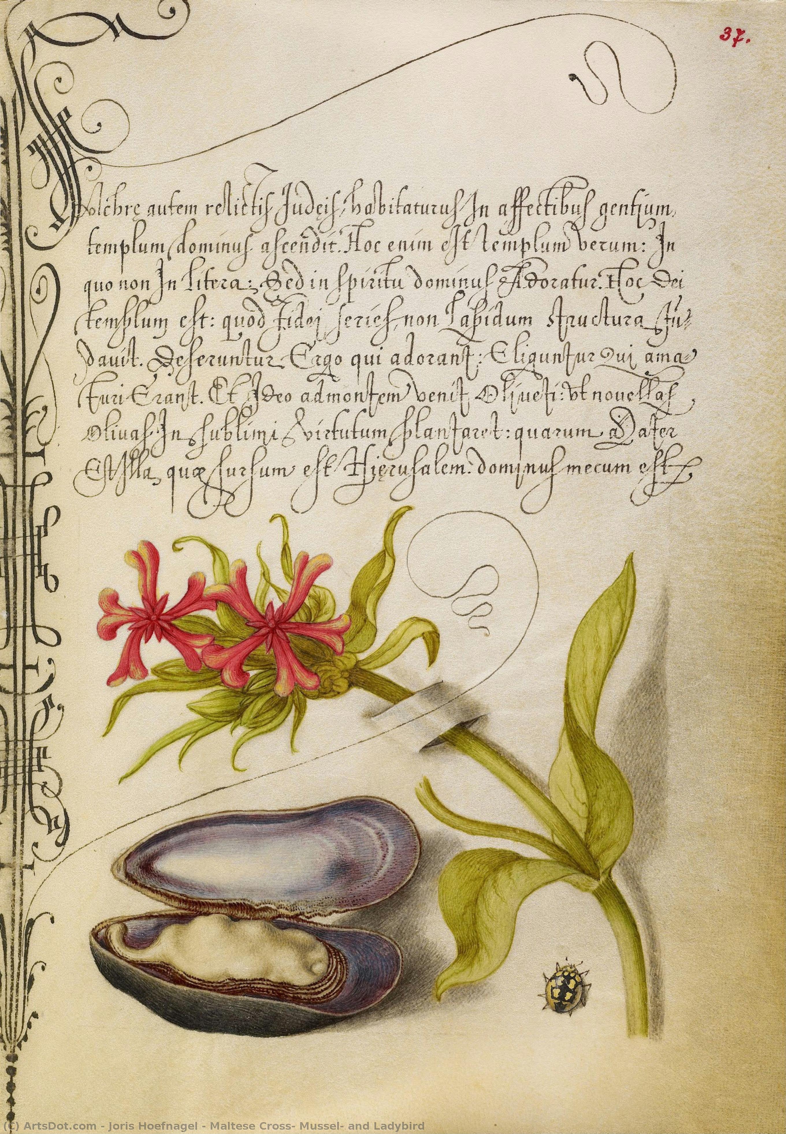 Maltese Cross, Mussel, And Ladybird — Joris Hoefnagel