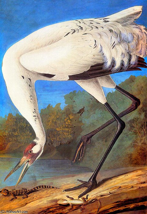 Whooping Crane Late — John James Audubon