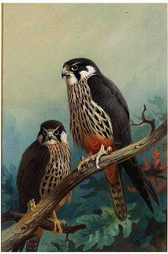 Hobbies — Archibald Thorburn