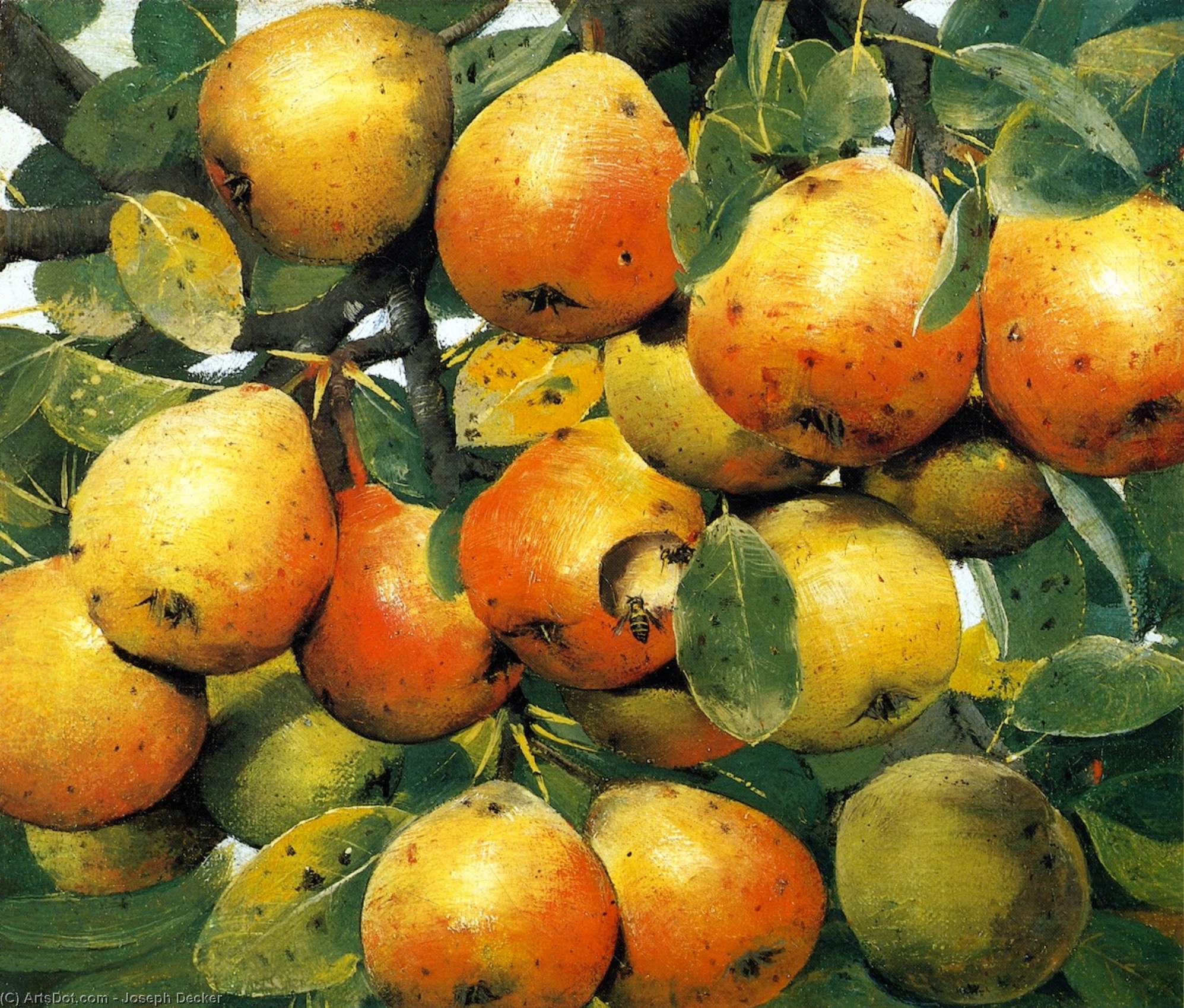 Pears — Joseph Decker