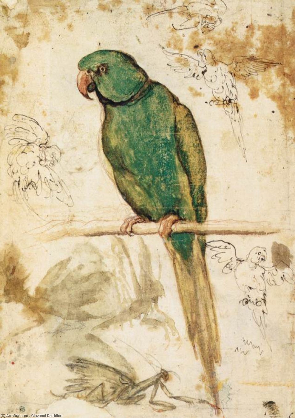 ჯოვანი და უდინე - Study of a Parrot