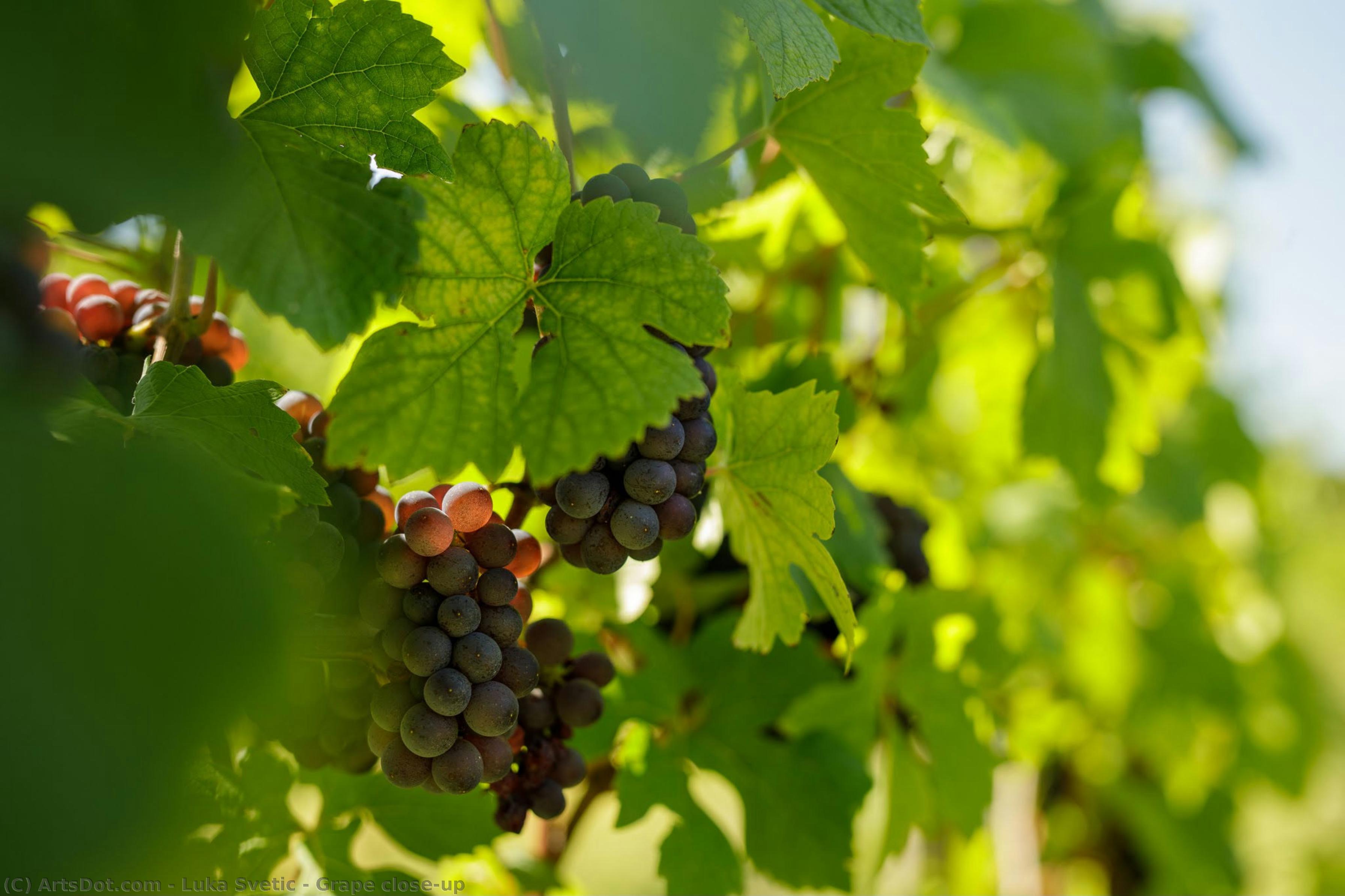 Grape Close-up — Luka Svetic