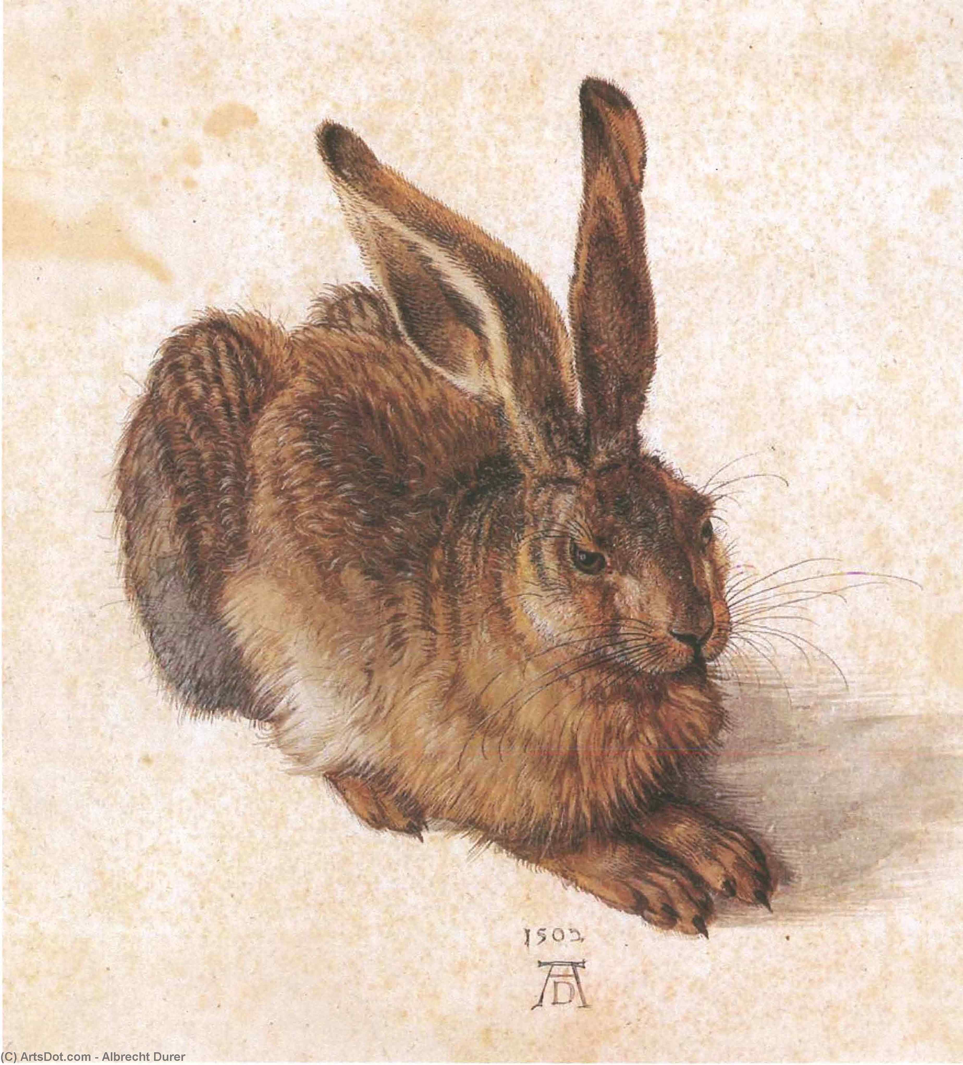 Albrecht Dürer - Mladi zajec
