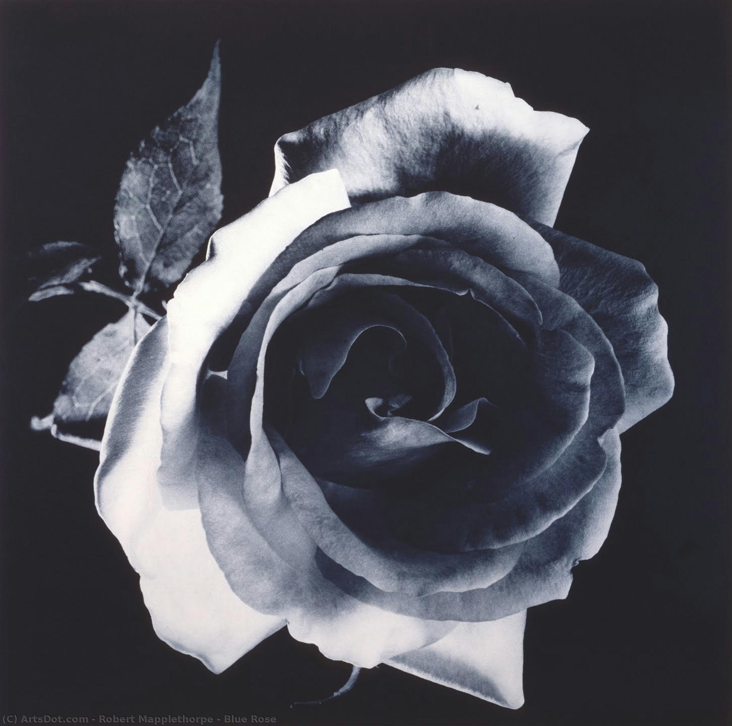 Blue Rose — Robert Mapplethorpe