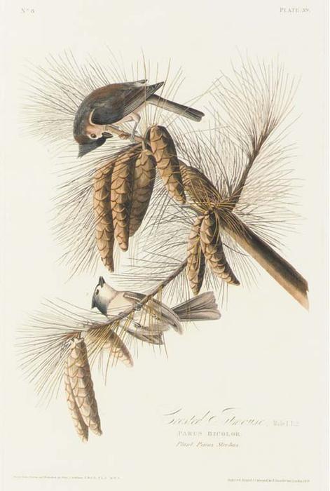 Crested Titmouse — Robert Havell