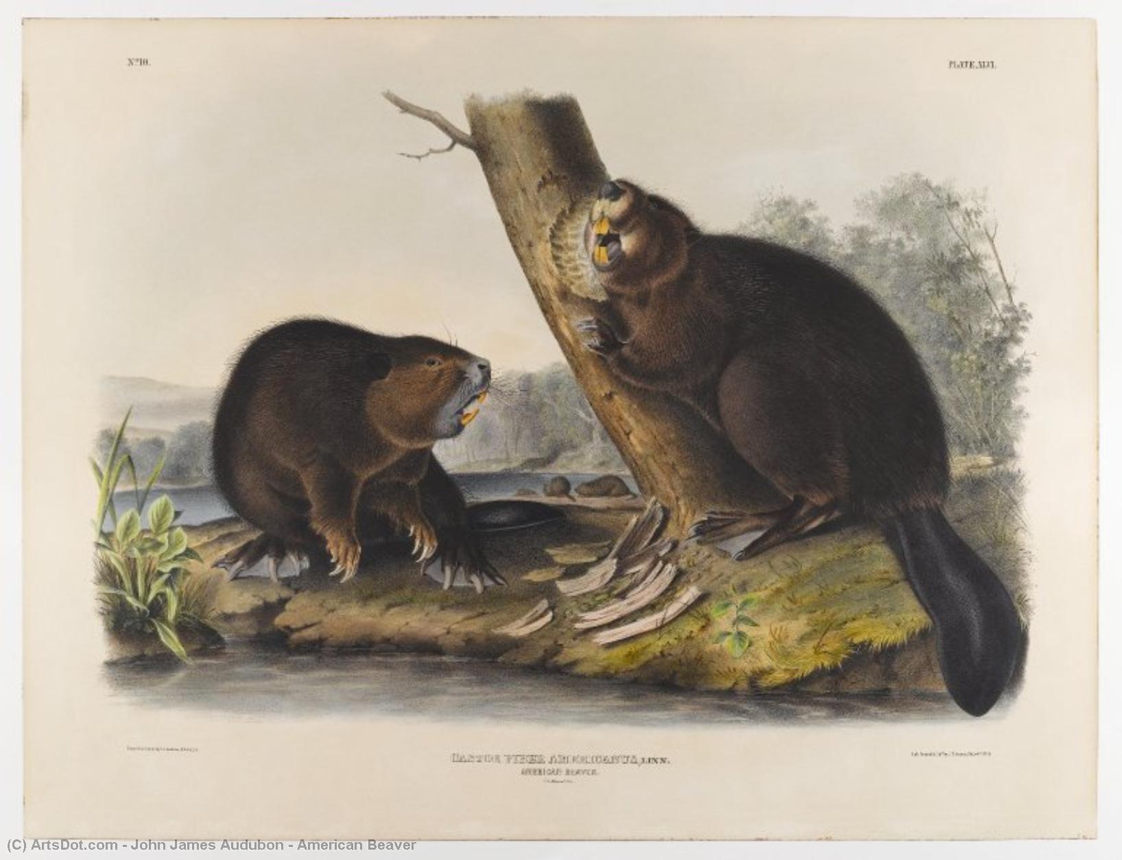 John James Audubon - American Beaver