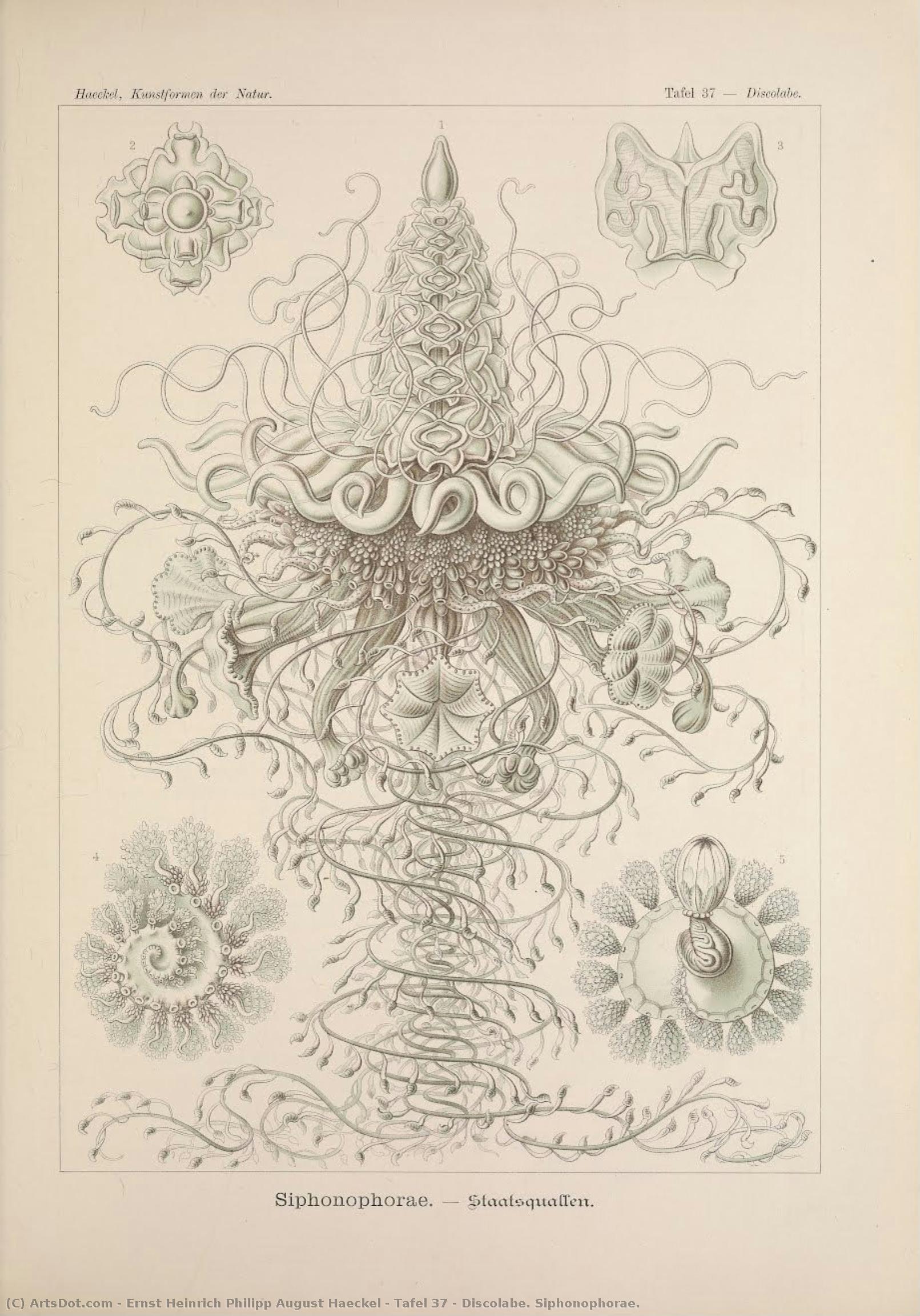 Tafel 37 - Discolabe. Siphonophorae. — Ernst Heinrich Philipp August Haeckel