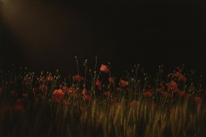 The Chiaroscuro Of Crimson And Gold: A Solitary Vigil — Jacques Villedieu