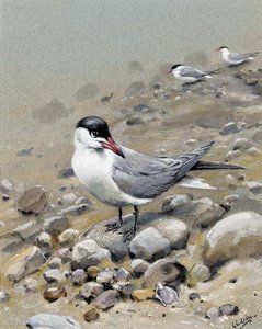A caspian tern