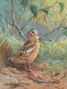 American Woodcock — Allan Cyril Brooks