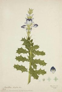 Sea Holly (acanthus Illicifolius) — Diwan Bhawani Das, Naturalistic Illustration