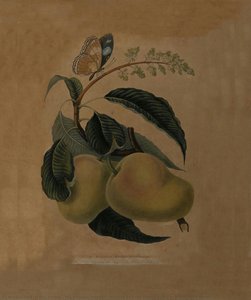 The Mazagon Mango Of Bombay With The Papilio Bolina Or Purple-eyed Butterfly — James Forbes