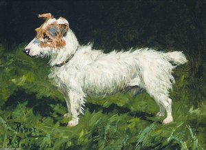 Piper, A Jack Russell Terrier — George Paice
