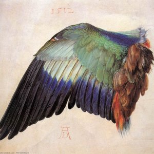 Wing Of A Blue Roller — Albrecht Dürer