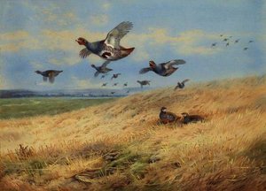 Grey Partridges In Flight — Archibald Thorburn, British Sporting Art