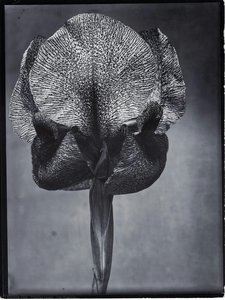 Iris Susiana — Charles Jones