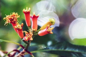 Clove Flowers — Josh Catti Rahadi (negeri Rempah Foundation)