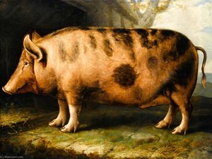A Berkshire Pig — Уильям Шилс