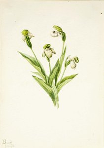 Northern Lady's Slipper (cypripedium Passerinum) — Мери Вокс Волкотт