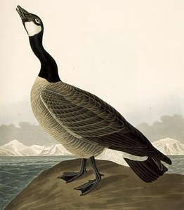 The Canada Goose (branta Canadensis) — John James Audubon