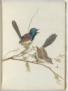 john william lewin - Birds Of New South Wales With Their Natural History -