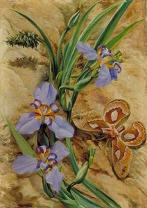 Marianne North - Palma De Santa Rita And Atlas Moth, Brazil