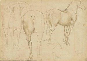 Léonard de Vinci - Études d'un cheval