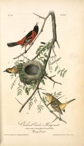 Orchard Oriole, or Hang-nest. 1. Male adult. 2. Young Male. 3. Female ^ nest. (Honey Locust.) - John James Audubon