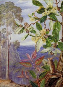 Vue Sur Les Blue Mountains Vers La Mer, Nouvelle-galles Du Sud — Marianne North
