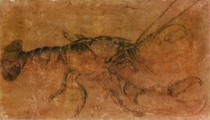 Un'astice — Albrecht Dürer